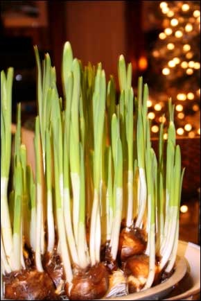 paperwhites_new
