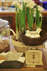 Paperwhites